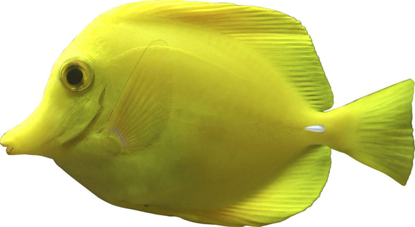 Yellow Tang Wall Decal Cutout