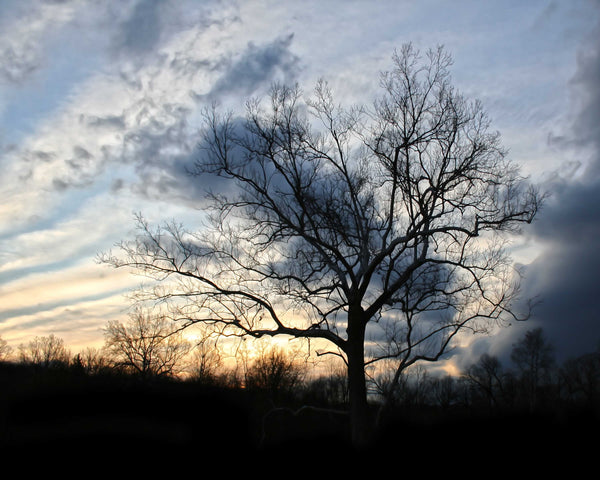 Batie "Sunset Tree" Wall Decal 29"x36" - CUSTOMER RETURNED CLEARANCE