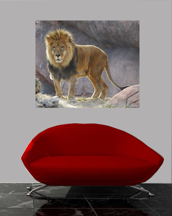 King of the Jungle Wall Decal Poster Installed