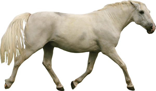 White Mustang Wall Decal Cutout