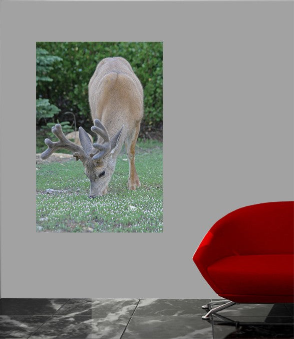 Hogan Mule Deer Wall Decal