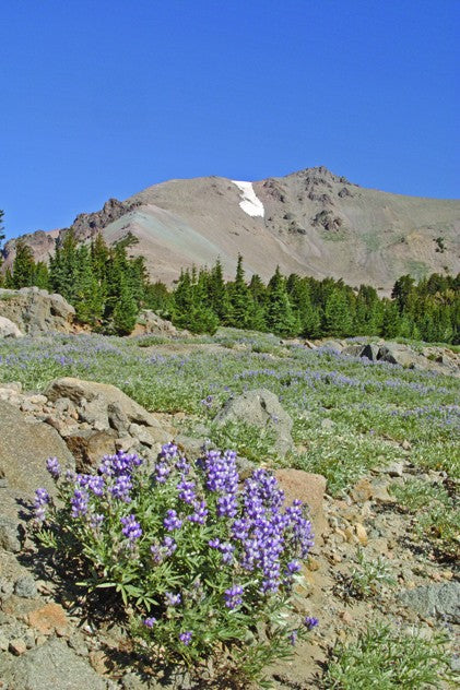 Hogan Mountain I Wall Decal