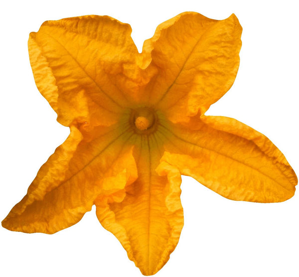 Hollis Yellow Squash Blossom Wall Decal Cutout