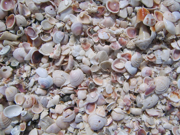 Kraft "Beach Shells" Glossy Poster