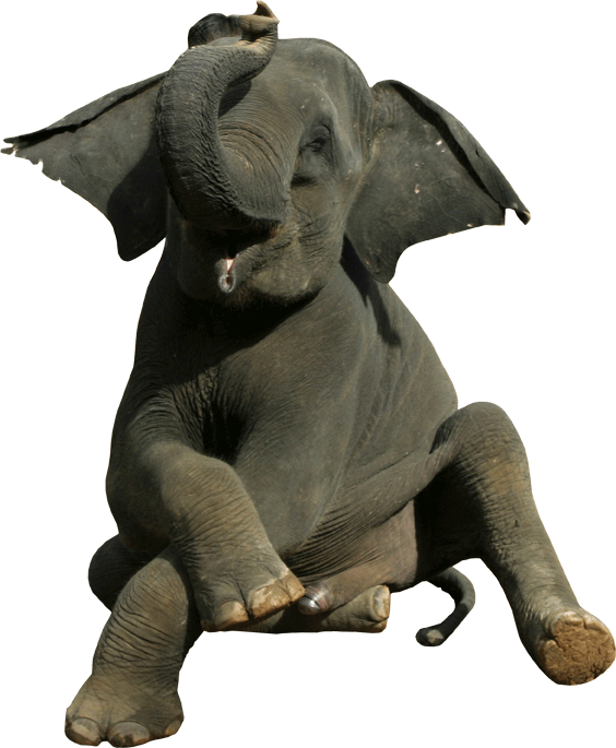Sitting Baby Elephant Wall Decal Cutout