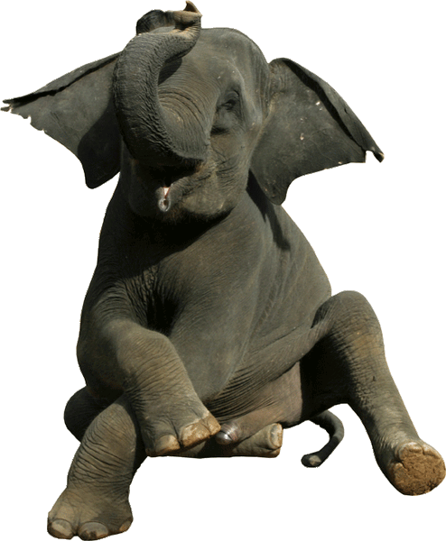 Sitting Baby Elephant Wall Decal Cutout