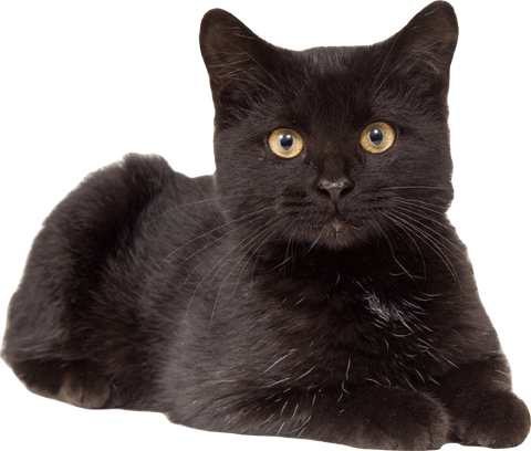 Cat IV Wall Decal Cutout