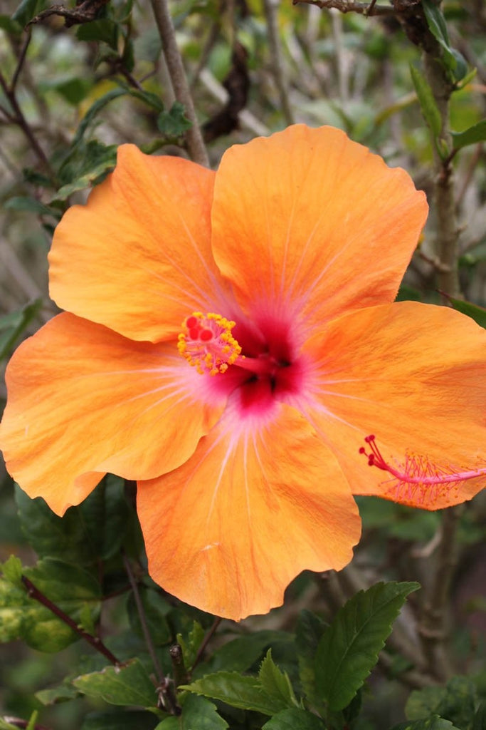 Howard Orange Hybiscus Glossy Poster