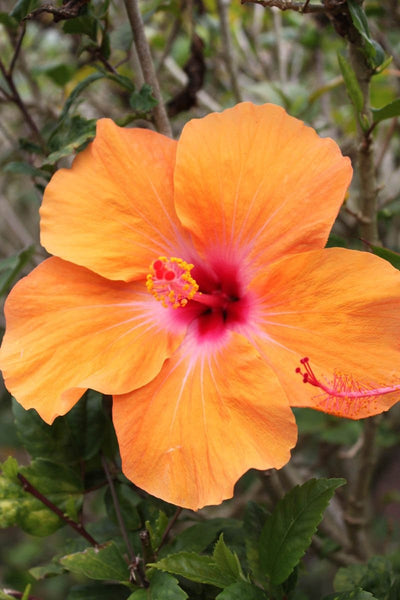 Howard Orange Hybiscus Glossy Poster