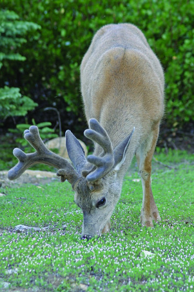 Hogan Mule Deer Glossy Poster