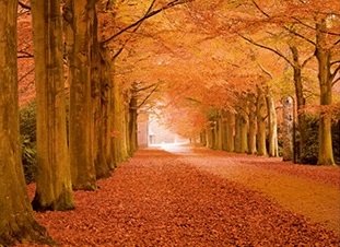 Changing Leaves Framed 3D Lenticular Picture