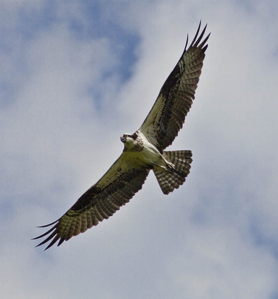 Schmeltzer Hawk Glossy Poster