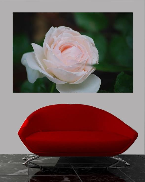 Clark Rose Glossy Poster