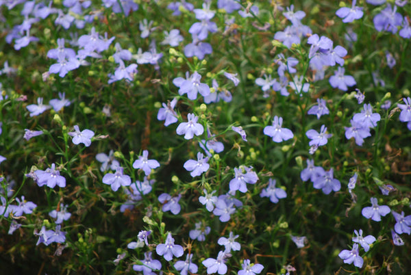 Clark Flowers Glossy Poster