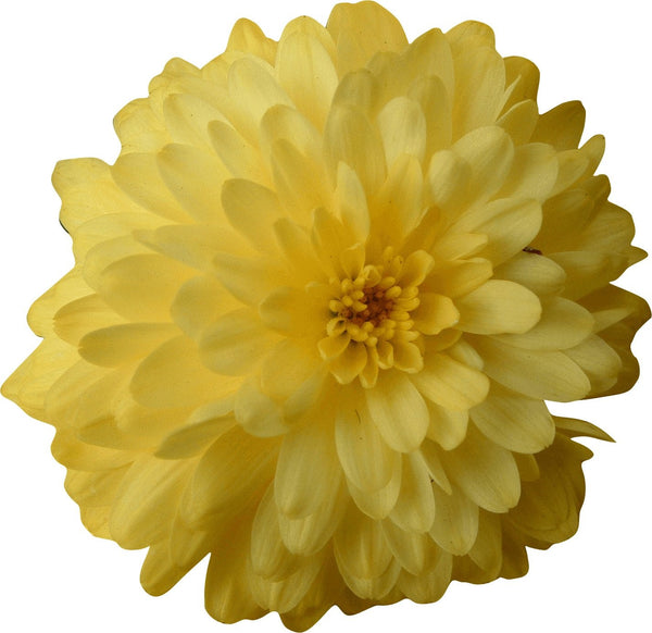 Clark Chrysanthemum Wall Decal Cutout