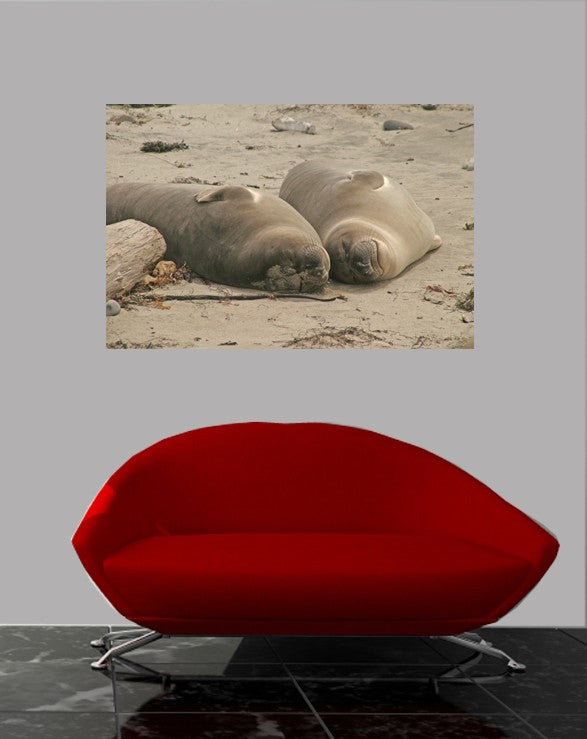 Hogan Sea Lions Glossy Poster