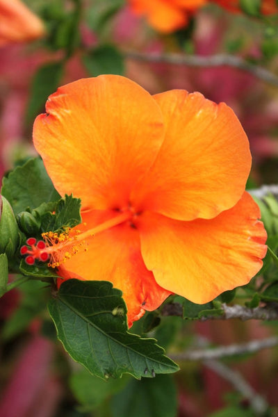 Howard Orange Flower Glossy Poster