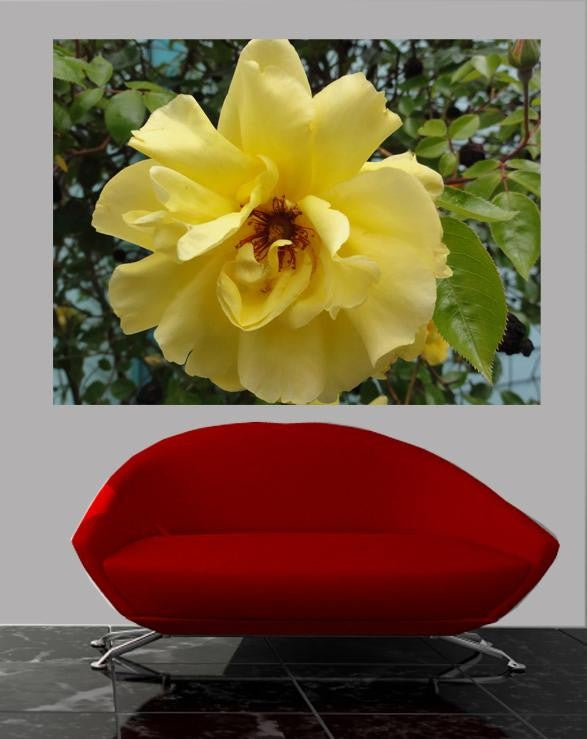 Sumerlin Yellow Rose I Glossy Poster
