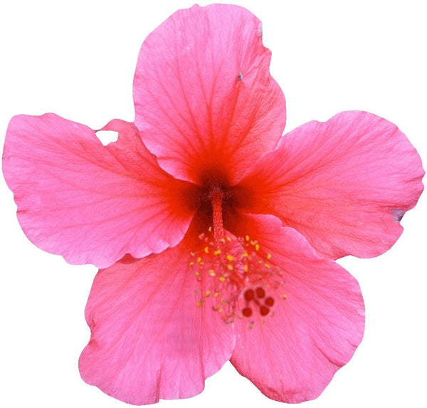 Hollis Pink Hibiscus Wall Decal Cutout