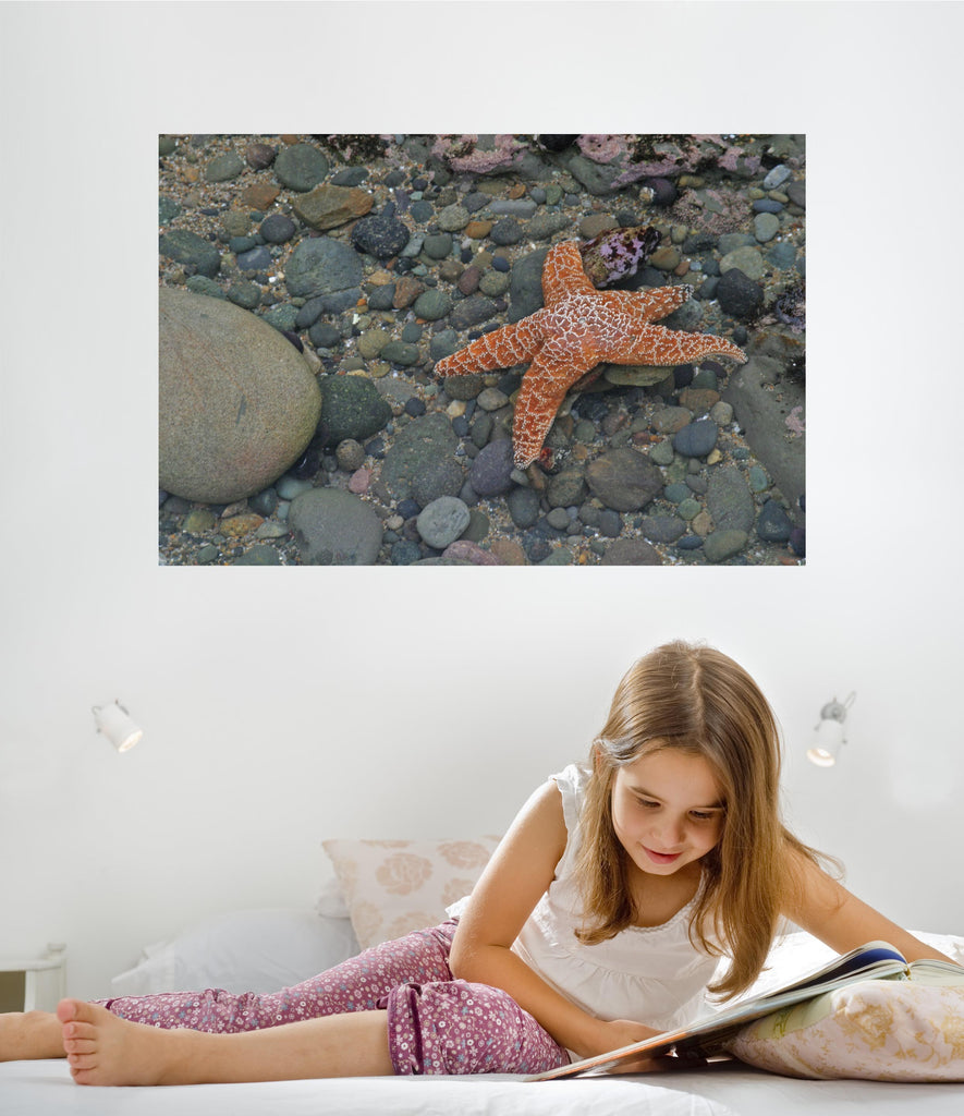 Hogan Starfish Glossy Poster