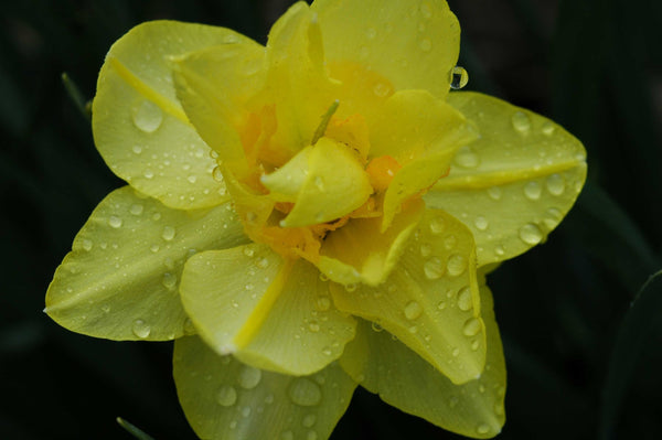 Guernsey Flower Glossy Poster