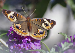 Spotted Butterfly Glossy Poster