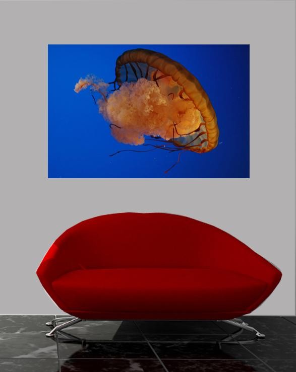 Guernsey Jellyfish I Wall Decal