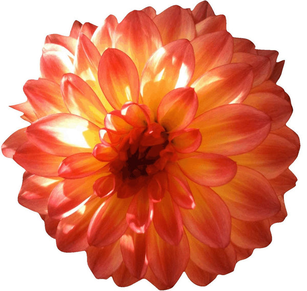 Hollis Orange Dahlia Wall Decal Cutout
