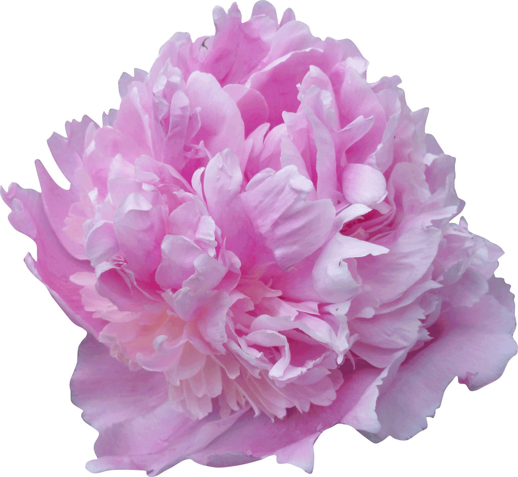 Sumerlin Lavender Peony Wall Decal Cutout