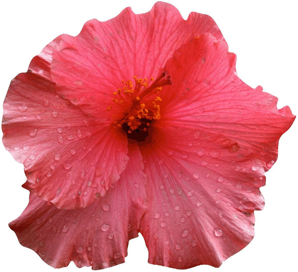 Hollis Red Hibiscus Wall Decal Cutout
