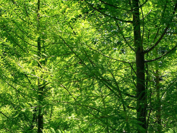 Kraft "Sunlit Forest" Glossy Poster