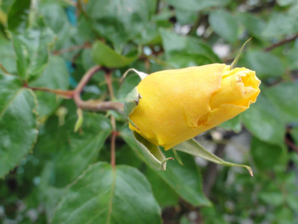 Sumerlin Bloom of Yellow Rose Glossy Poster