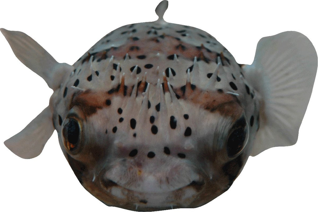 Guernsey Puffer II Wall Decal Cutout