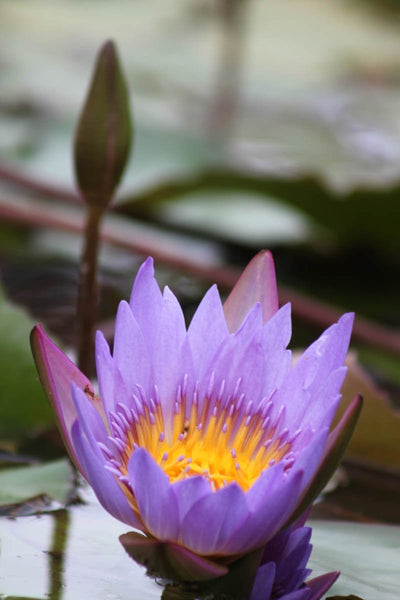 Howard Purple Flower Glossy Poster