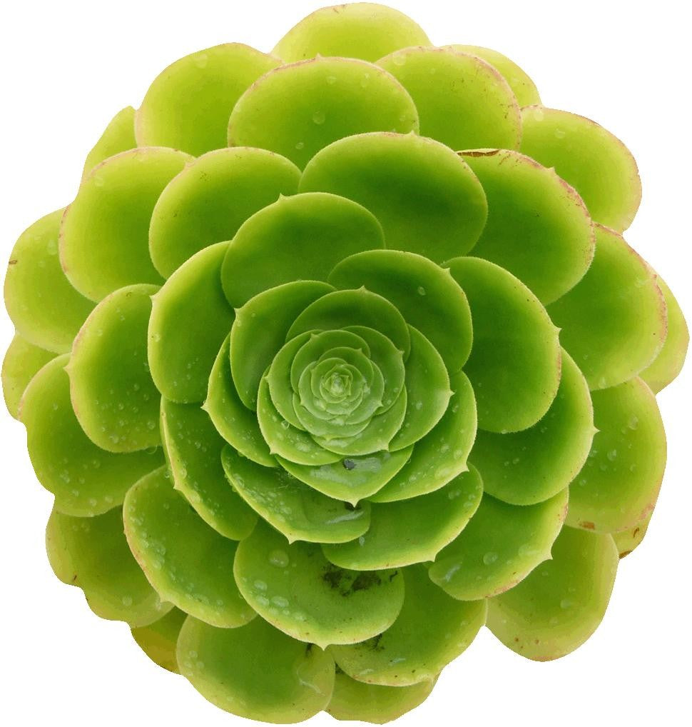 Hollis Green Echeverria Wall Decal Cutout