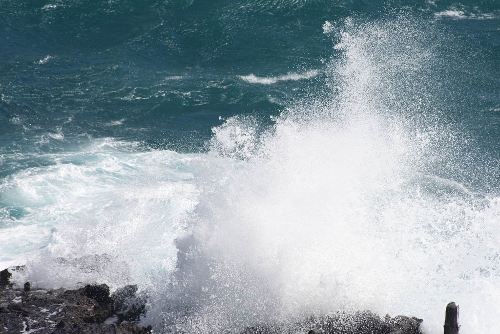 Howard Blowhole I Glossy Poster