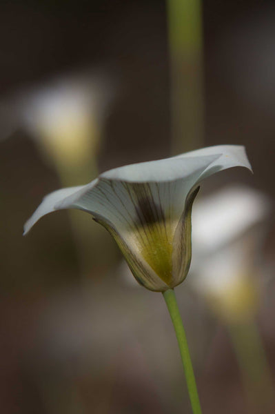 DeWitt Flower III Wall Decal