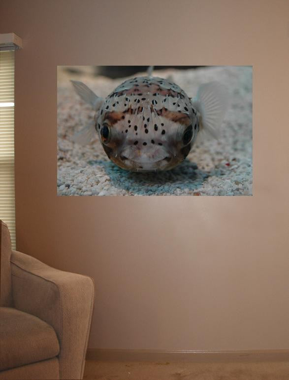 Guernsey Puffer I Glossy Poster