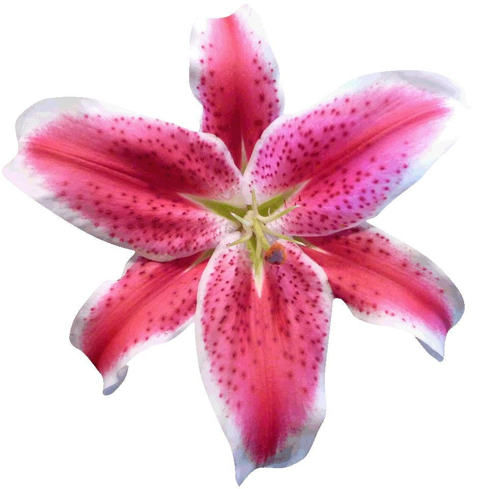 Hollis Pink Stargazer Lily Wall Decal Cutout