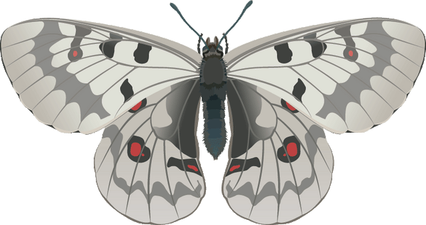 Butterfly Wall Decal Cutout