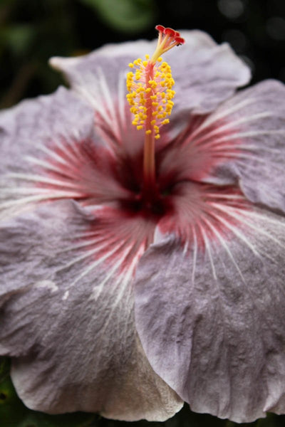 Howard Purple Bloom Glossy Poster