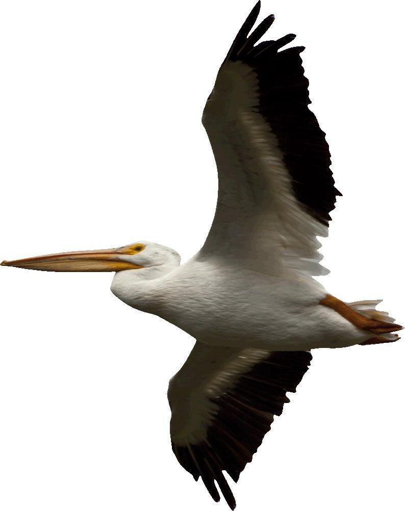 Schmeltzer Pelican Wall Decal Cutout