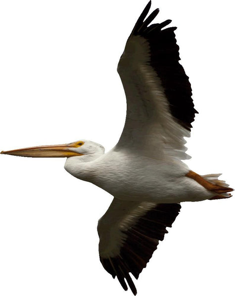 Schmeltzer Pelican Wall Decal Cutout