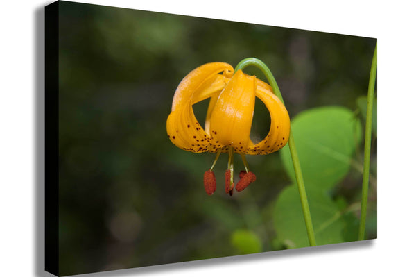 DeWitt Flower I Canvas Printed