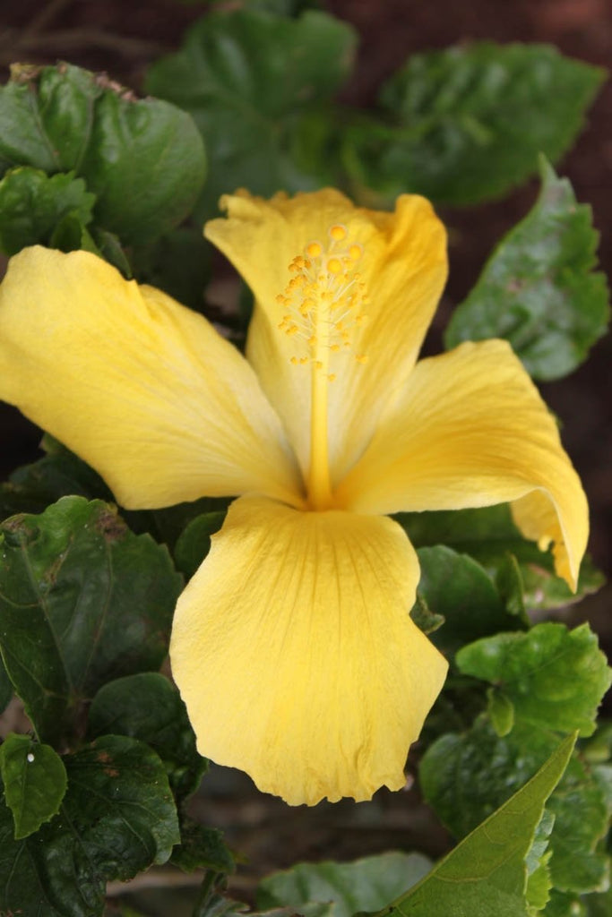 Howard "Shy Yellow" Glossy Poster