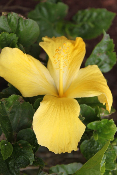 Howard "Shy Yellow" Glossy Poster