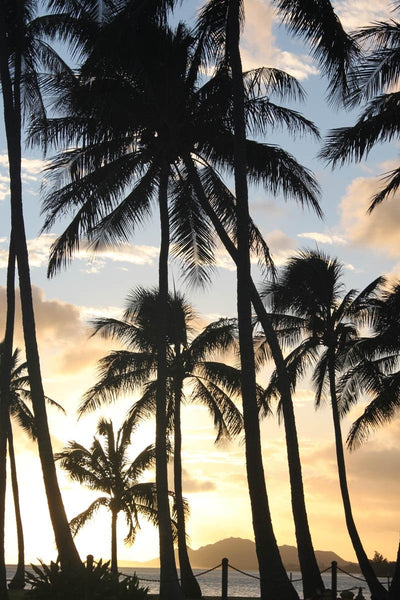 Howard Palm Sunset Glossy Poster