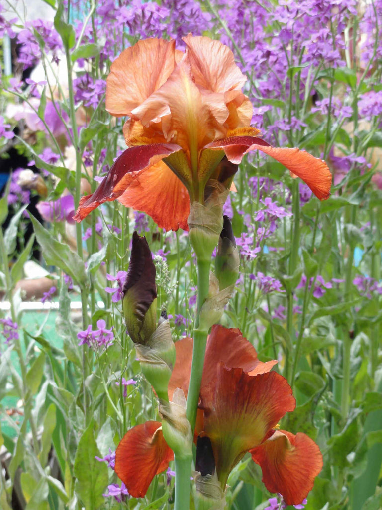 Sumerlin Iris of Knight Glossy Poster