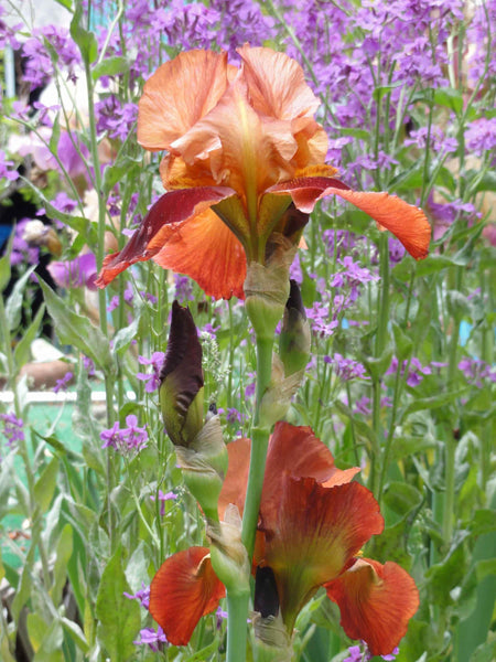 Sumerlin Iris of Knight Glossy Poster