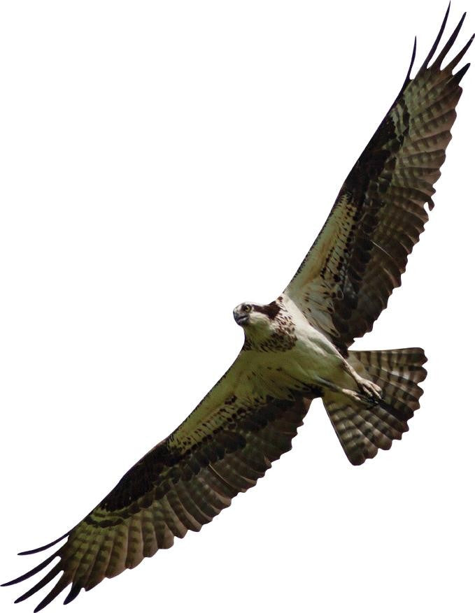 Schmeltzer Hawk Wall Decal Cutout